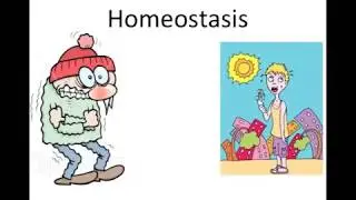 Homeostasis
