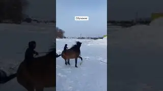 Как обучают лошадь.