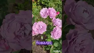 Розы 🌹с названиями Лето 2023 