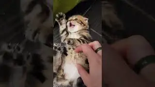 Пухленькое чудо🥰