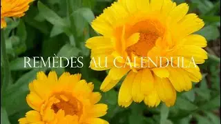 Remèdes aux fleurs de souci