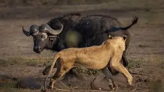 شیر در یک حمله غافلگیرانه ای بوفالو به هوا پرتاب شد | Lion vs buffalo
