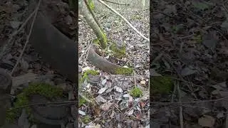 Балансир от трелевочника в лесу