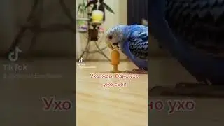 совет 