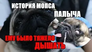 Soft palate plastic surgery and rhinoplasty | Pug Palych and his breathing problems