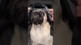 Comment “DOG” if you need one!🐶