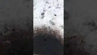 Ловля плотвы без проводки!