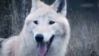 Улыбайтесь, господа.. @SiberianSolntsepek
