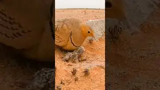 #birds #birdlife #animals #cuteanimals #wildanimals #animalvideos #animallover #animalfacts