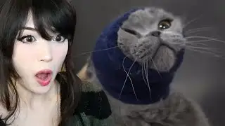 Emiru Reacts to Grooming a cat on drugs + Grooming a disabled Duck + Dog (woof woof)