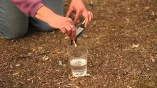 How to Prune a Clematis Silver Moon : Pruning Tips