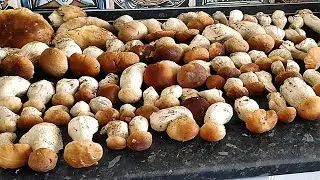МИЛЛИАРД БЕЛЫХ ГРИБОВ ОПЯТ И ПОДОСИНОВИКОВ 2021