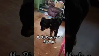 My Big Puppy Made A Big Mess #dogshorts #puppyshorts #messydog