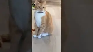 Cross-eyed cat