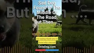 Sad Dog Found In The Middle Of The Road – How Is The Dog Now? #shorts #dogs #dogshorts (OctaDog.com)