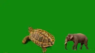 Green Screen Elephant with Turtle