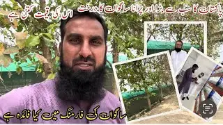 Teak Plant ساگوان درخت |Tissue culture in teak planting |IR FARM