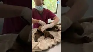 Severely Burnt Anteater Receives Medical Care 