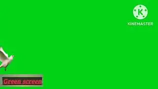 GREEN SCREEN Dove birds Flying effects HD No copyright  | chroma key pigeon