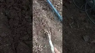 После дождей не забудьте прорыхлить грядки где нет мульчи. Прореживание свеклы