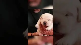 Socializing puppies is the cutest job ever🥹🐶🐾💛 