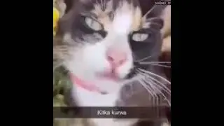 Polskie Zoo memy