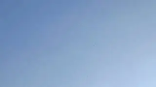 гон молодых Таджикских птиц)