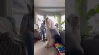 #Бобтейл #собака #собакаулыбака #Большаясобака #собакабарабака