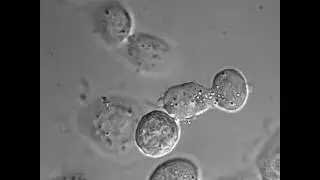 Keratinocyte cell division