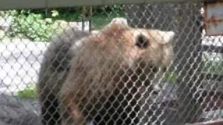 Funny Peter Bear