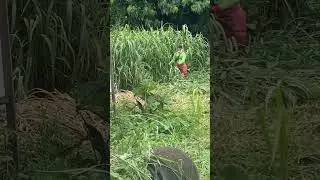 2 Meter hohes Gras mähen auf den Philippinen