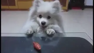 СОБАКА ЕСТ РУКАМИ ПРИКОЛ 