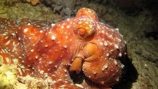 Starry Night Octopus