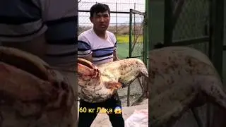 😱 ВА ДАХШАТ 60 КГ ЛАҚА