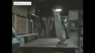 Полярник и пингвин играют в теннис