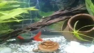 Aquarium 2018