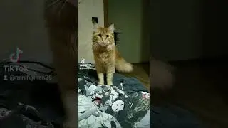 дратути 🥺❤ #cat  #beautiful #cute #cutecat #cat #kawaii #mainecoonkitten #мейнкун #кошка