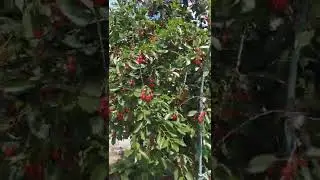 красная вишня русская #вишнявсаду