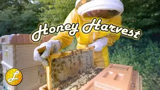 Golden Moments: Harvesting Honey with LoroBees Duo