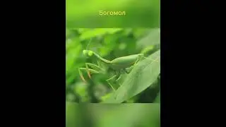 мультик про богомол 🌿💙