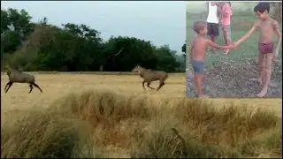 village|gaon | #gaon ki life #Anvarat_Bodh #Anvarat #Bodh #NeelGaay