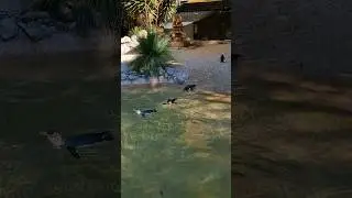The Fairy penguin shuffle #shuffling #penguins #australia #wildlife #shorts #animal
