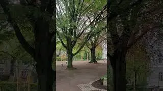 #дуб