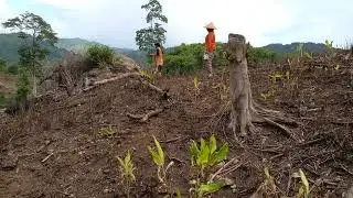 cara Mudah untuk menanam Jagung