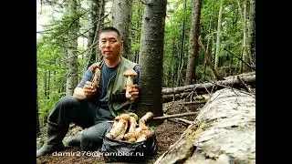 С 12 октября 2023 года за сбор грибов Мацутаке - Уголовка! февраль 2024 г.