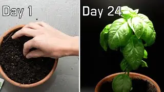 Growing Basil from Seeds | 24-Day Timelapse