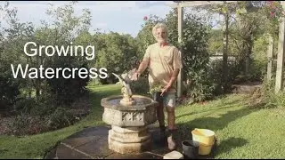 How to Grow Watercress