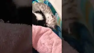 Я кошечка гламурд 😸💖