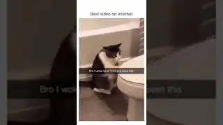 cat memes #cat #shorts #short #memesdaily #memes #fyp