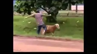 прикол баран беспредельщик
